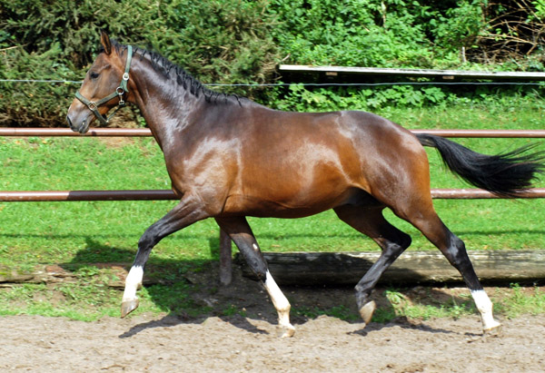 Galileo von Exclusiv u.d. Gwendolyn v. Maestro - Kostolany - Karon - Foto: Beate Langels Gestt Hmelschenburg