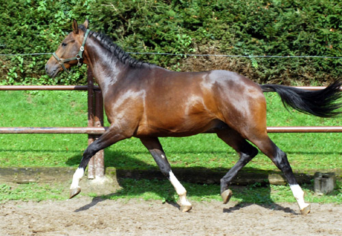 Galileo von Exclusiv u.d. Gwendolyn v. Maestro - Kostolany - Karon - Foto: Beate Langels Gestt Hmelschenburg