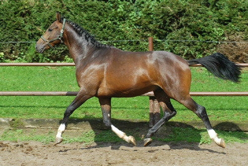 Galileo von Exclusiv u.d. Gwendolyn v. Maestro - Kostolany - Karon - Foto: Beate Langels Gestt Hmelschenburg