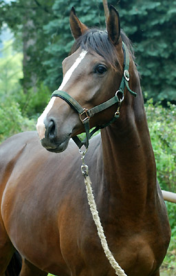 Galileo von Exclusiv u.d. Gwendolyn v. Maestro - Kostolany - Karon - Foto: Beate Langels Gestt Hmelschenburg