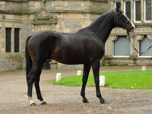 Two year old Trakehner 