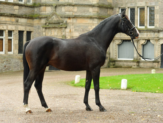 Two year old Trakehner Colt by Kostolany out of Premiummare Schwalbenfeder by Summertime