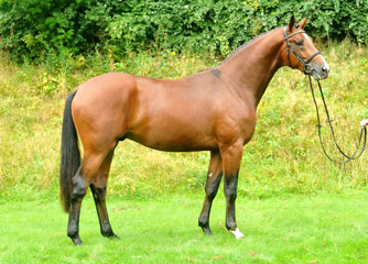 Trakehner Hengst TOUR v. Freudenfest u.d. Pr.u.StPrSt. Tavolara v. Exclusiv