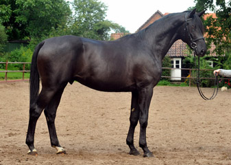 Trakehner Hengst ESTORIAL v. Songline u.d. Eisknigin v. Trocadero