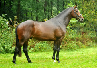 Saint Exupry v. Exclusiv u.d. Elitestute Sacre Noir v. Kostolany - Foto: Beate Langels - Trakehner Gestt Hmelschenburg