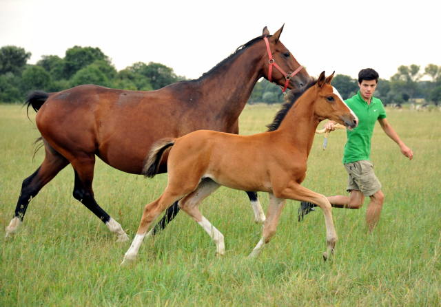 Stutfohlen von Freudenfest u.d. Val de Vienne v. Exclusiv - Trakehner Gestt Hmelschenburg - Foto: Beate Langels