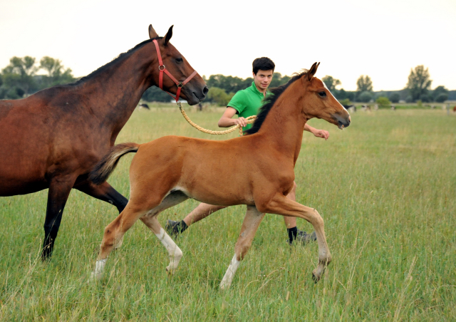 Stutfohlen von Freudenfest u.d. Val de Vienne v. Exclusiv - Trakehner Gestt Hmelschenburg - Foto: Beate Langels