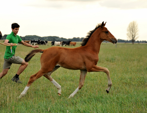 Stutfohlen von Freudenfest u.d. Val de Vienne v. Exclusiv - Trakehner Gestt Hmelschenburg - Foto: Beate Langels