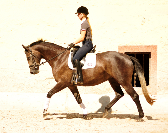 Tea and Sugar von Exclusiv - Foto: Beate Langels, Trakehner Gestt Hmelschenburg