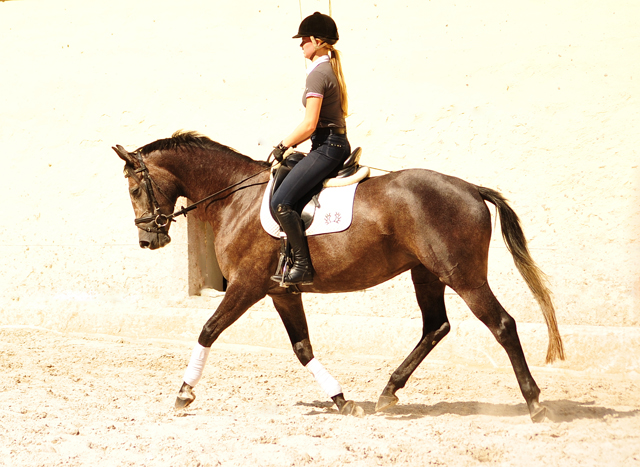 Tea and Sugar von Exclusiv - Foto: Beate Langels, Trakehner Gestt Hmelschenburg