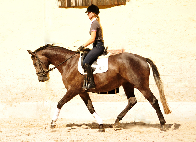 Tea and Sugar von Exclusiv - Foto: Beate Langels, Trakehner Gestt Hmelschenburg