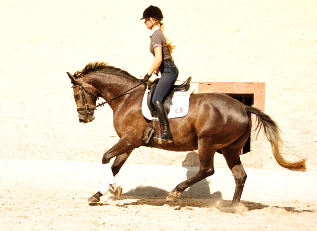 Tea and Sugar von Exclusiv - Foto: Beate Langels, Trakehner Gestt Hmelschenburg