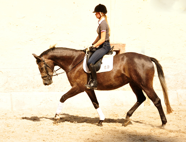 Tea and Sugar von Exclusiv - Foto: Beate Langels, Trakehner Gestt Hmelschenburg