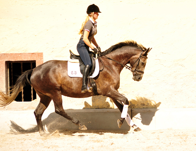 Tea and Sugar von Exclusiv - Foto: Beate Langels, Trakehner Gestt Hmelschenburg