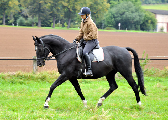 Trakehner Stute Schwalbenflair v. Exclusiv und Pia