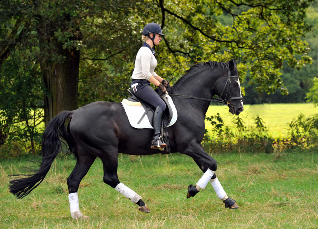 Trakehner Hengst Alter Fritz und Pia