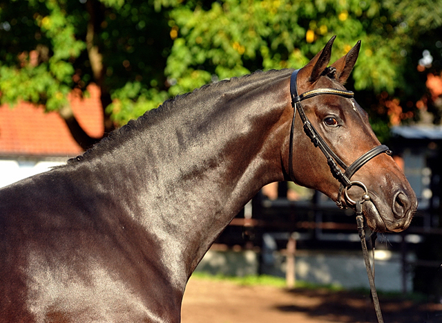 Trakehner Hengst von Saint Cyr u.d. Pr.St. Under the moon v. Easy Game - Herzkristall , Foto: Beate Langels - Trakehner Gestt Hmelschenburg