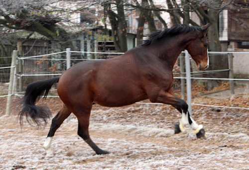 Galileo von Exclusiv - Maestro - Kostolany - Karon, Foto: Dietmar Habert