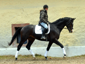 Trakehner Hengst Grand Corazn von Symont u.d. Pr.u.StPrSt. Guendalina v. Red Patrick xx - Trakehner Gestt Hmelschenburg