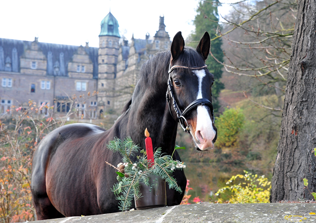 Shavalou am 1. Advent in Hmelschenburg - Foto: Beate Langels - 
Trakehner Gestt Hmelschenburg