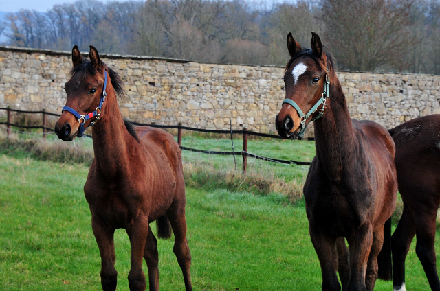 Absetzer von High Motion x Val de Vienne und Imperio x Schwalbensage in Hmelschenburg - Foto: Beate Langels - 
Trakehner Gestt Hmelschenburg