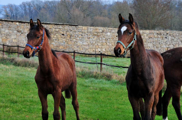 Absetzer von High Motion x Val de Vienne und Imperio x Schwalbensage in Hmelschenburg - Foto: Beate Langels - 
Trakehner Gestt Hmelschenburg