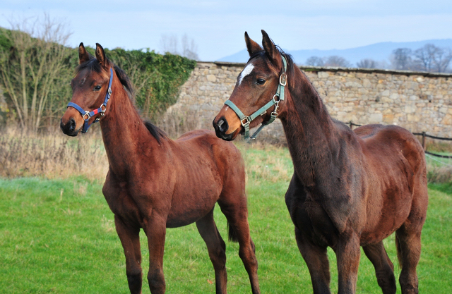 Absetzer von High Motion x Val de Vienne und Imperio x Schwalbensage in Hmelschenburg - Foto: Beate Langels - 
Trakehner Gestt Hmelschenburg