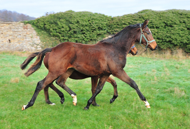 Absetzer von High Motion x Val de Vienne und Imperio x Schwalbensage in Hmelschenburg - Foto: Beate Langels - 
Trakehner Gestt Hmelschenburg