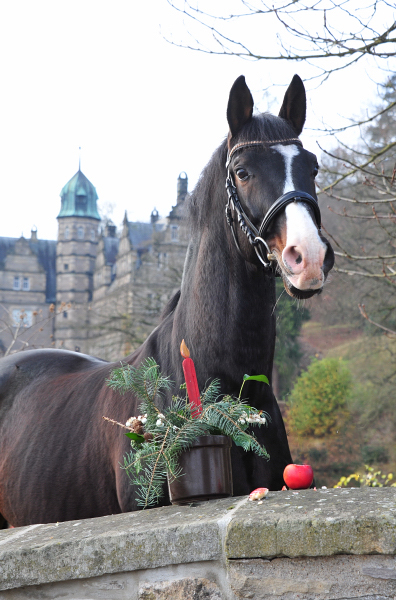 Shavalou am 1. Advent in Hmelschenburg - Foto: Beate Langels - 
Trakehner Gestt Hmelschenburg