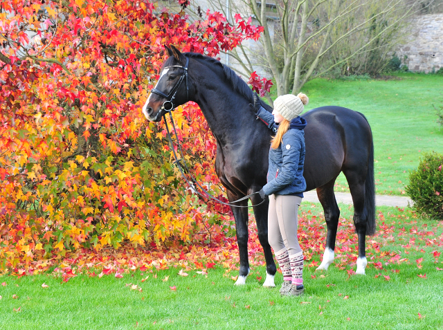 Shavalou am 1. Advent in Hmelschenburg - Foto: Beate Langels - 
Trakehner Gestt Hmelschenburg