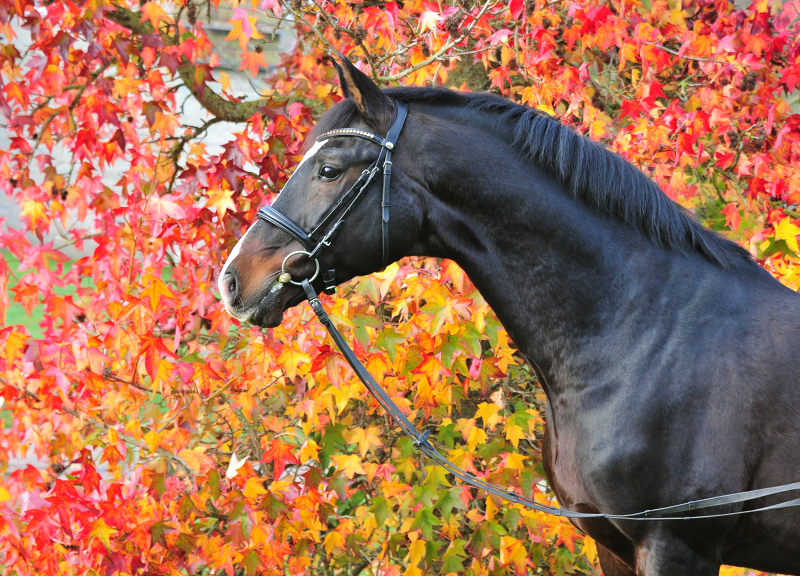 Shavalou am 1. Advent in Hmelschenburg - Foto: Beate Langels - 
Trakehner Gestt Hmelschenburg