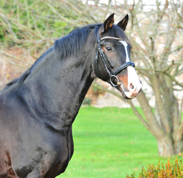 Shavalou am 1. Advent in Hmelschenburg - Foto: Beate Langels - 
Trakehner Gestt Hmelschenburg