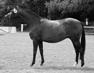 Elitestute Schwalbenfeder v. Summertime - Foto: Beate Langels - Trakehner Gestt Hmelschenburg