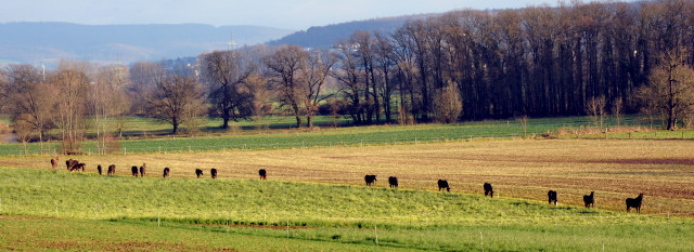 Spaziergang durch Hmelschenburg - Gestt Hmelschenburg Ende Dezember 2014, Foto: Beate Langels, 
Trakehner Gestt Hmelschenburg - Beate Langels