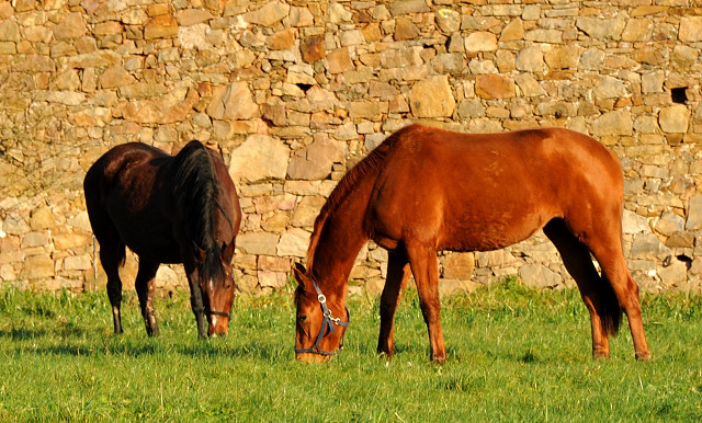 Elitestute Kalmar und die 2,5jhrige Be Fair v. Symont - Gestt Hmelschenburg Ende Dezember 2014, Foto: Beate Langels, 
Trakehner Gestt Hmelschenburg - Beate Langels