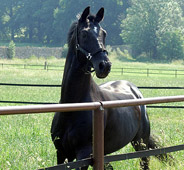 Kostolany von Enrico Caruso - Trakehner Gestt Hmelschenburg - copyright by Beate Langels