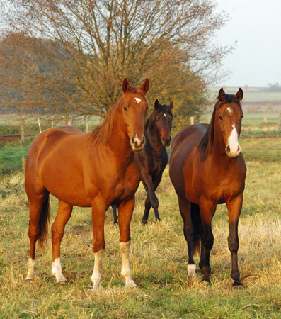 2jhriger Fuchshengst von Fiedertanz x Kostolany - Foto: Richard Langels