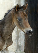 wenige Stunden alt: Stutfohlen von Insterburg u.d. Prmien- u. Staatsprmienstute Karena