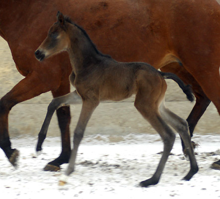 1 day old: Takehner Filly by Insterburg out of Pr.u. StPrSt. Karena by Freudenfest, Gestt Hmelschenburg - Beate Langels