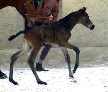 1 day old: Takehner Filly by Insterburg out of Pr.u. StPrSt. Karena by Freudenfest, Gestt Hmelschenburg - Beate Langels