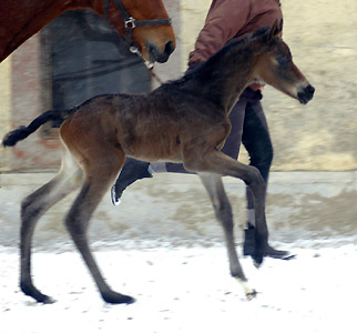 1 day old: Takehner Filly by Insterburg out of Pr.u. StPrSt. Karena by Freudenfest, Gestt Hmelschenburg - Beate Langels