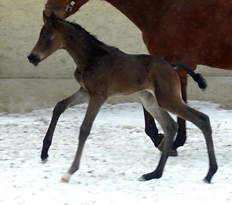 1 day old: Takehner Filly by Insterburg out of Pr.u. StPrSt. Karena by Freudenfest, Gestt Hmelschenburg - Beate Langels