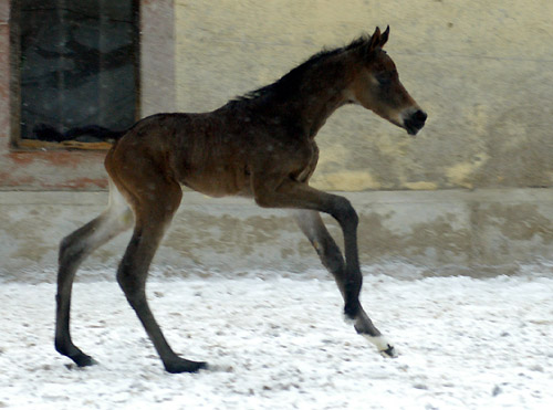 1 day old: Takehner Filly by Insterburg out of Pr.u. StPrSt. Karena by Freudenfest, Gestt Hmelschenburg - Beate Langels