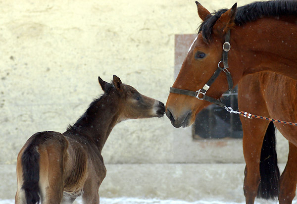 1 day old: Takehner Filly by Insterburg out of Pr.u. StPrSt. Karena by Freudenfest, Gestt Hmelschenburg - Beate Langels