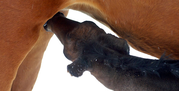 1 day old: Takehner Filly by Insterburg out of Pr.u. StPrSt. Karena by Freudenfest, Gestt Hmelschenburg - Beate Langels