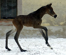 1 Tag alt: Stutfohlen von Insterburg u.d. Prmien- u. Staatsprmienstute Karena v. Freudenfest, Trakehner Gestt Hmelschenburg