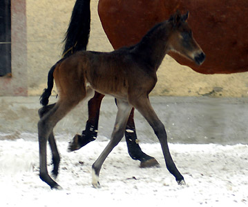 1 day old: Takehner Filly by Insterburg out of Pr.u. StPrSt. Karena by Freudenfest, Gestt Hmelschenburg - Beate Langels