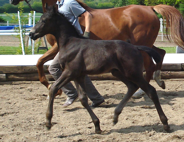 Trakehner Hengstfohlen von Freudenfest u.d. Santana v. Liebestraum, Zchter: Klaus-Gerd Junge 