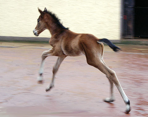 Trakehner Filly by Summertime out of Premiummare Klassic by Freudenfest out of Elitemare Kassuben by Enrico Caruso - Trakehner Gestt Hmelschenburg - Beate Langels