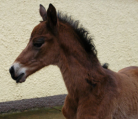 Trakehner Filly by Summertime out of Premiummare Klassic by Freudenfest out of Elitemare Kassuben by Enrico Caruso